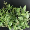 Peperomia angulata, Peperomia quadrangularis, pianta da interno