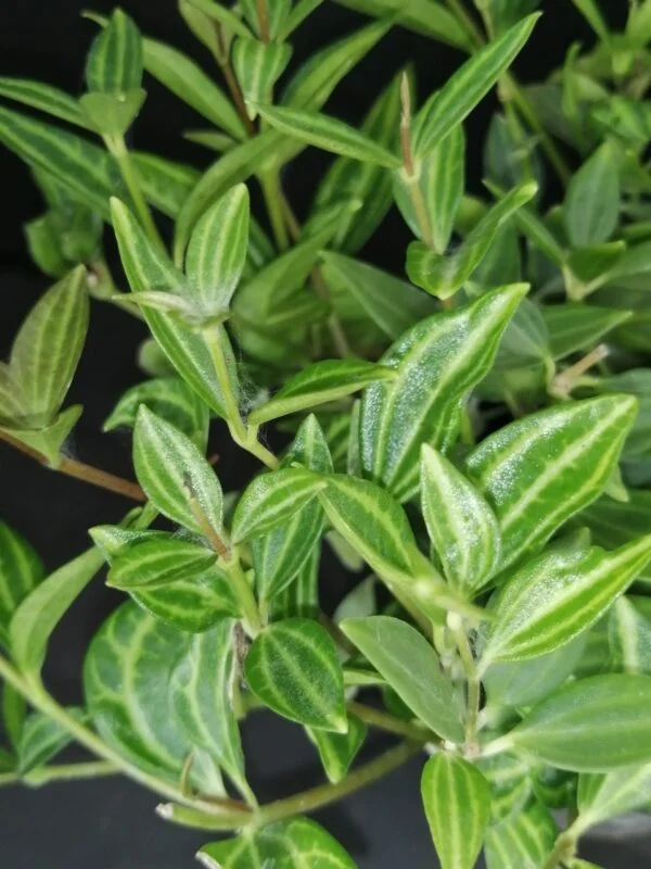 Peperomia angulata, Peperomia quadrangularis, foto 2