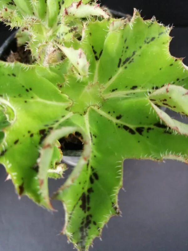 Begonia Ann Sofie, foto 2