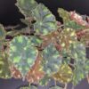 Begonia 'Riolee', pianta da interno