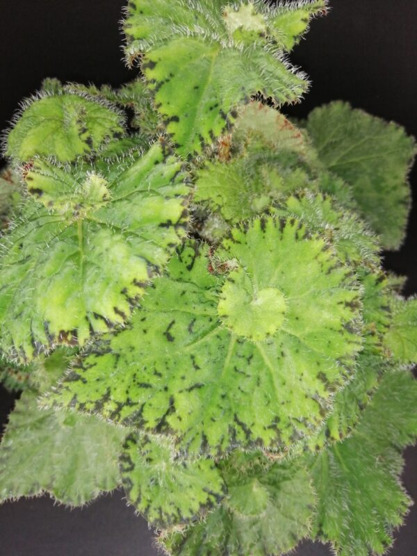 Begonia Lospe-Tu, foto 5