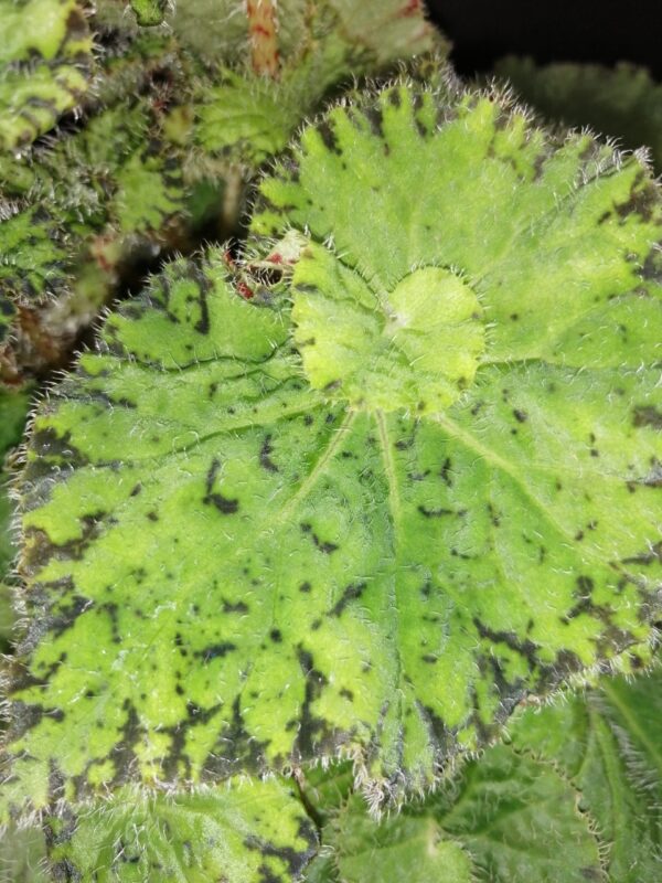 Begonia Lospe-Tu, foto 3