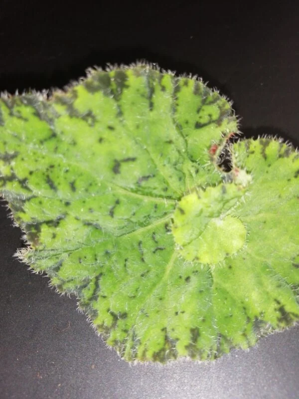 Begonia Lospe-Tu, foto 4