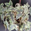 Begonia Butterfly, pianta da interno