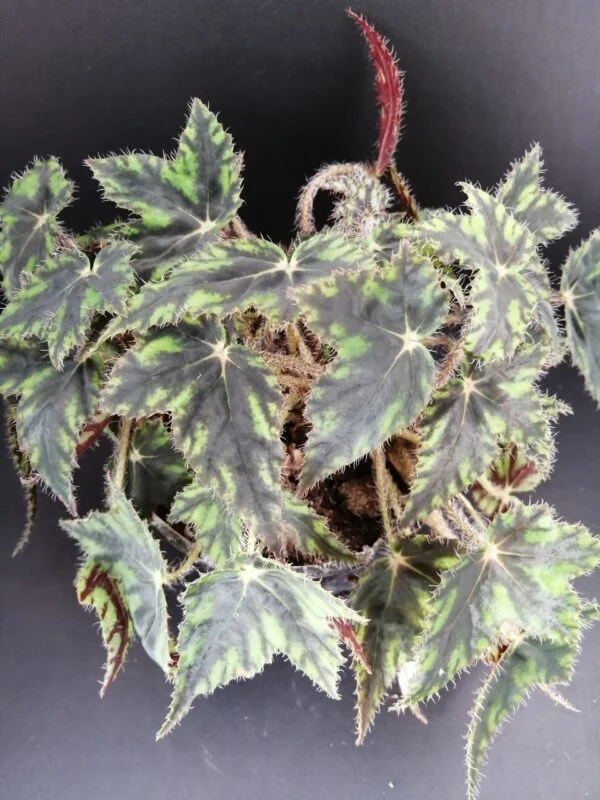 Begonia Butterfly, pianta da interno