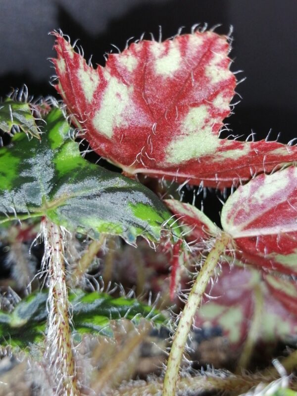 Begonia Butterfly, foto 2