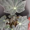 Begonia Jamaica, pianta da interno