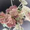 Begonia Green Fever, pianta da interno