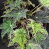 Begonia Cleopatra, pianta da interno