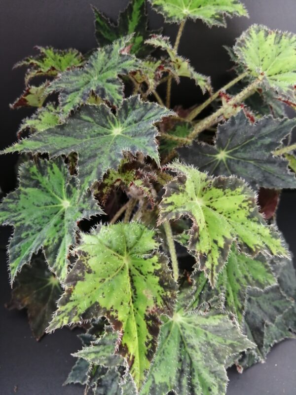 Begonia Cleopatra, pianta da interno