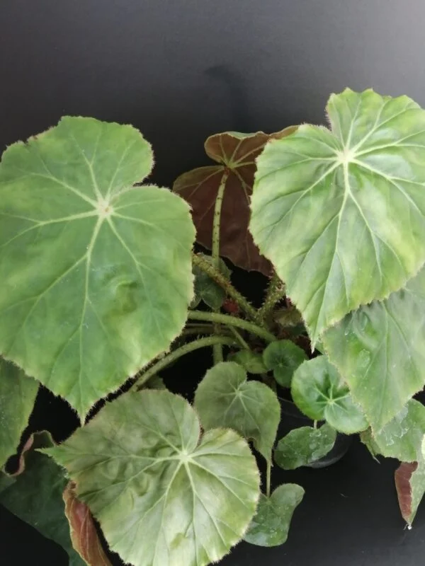 Begonia Freddie, pianta da interno