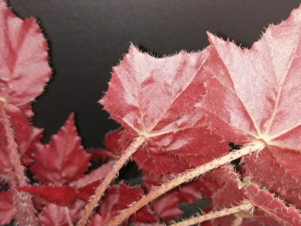 Begonia Calimero, foto 3