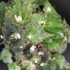 Begonia Pink Heart, pianta da interno