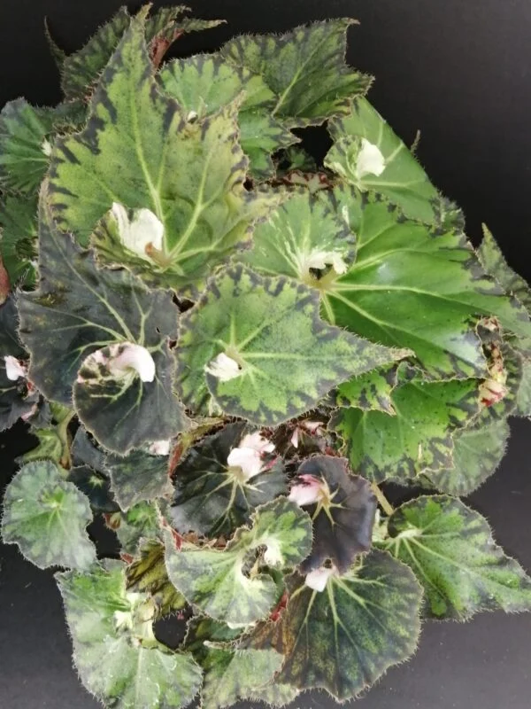 Begonia Pink Heart, pianta da interno