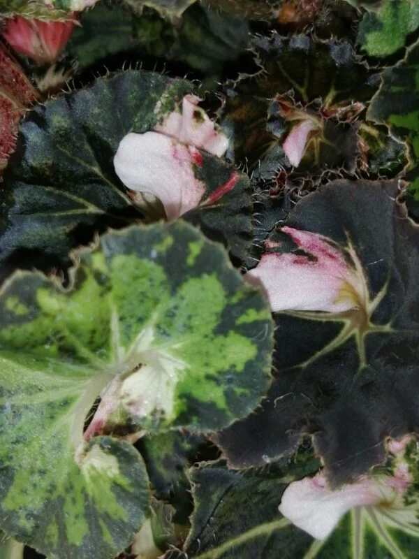 Begonia Pink Heart, foto 2