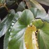 Begonia Miami, pianta da interno