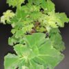 Begonia Lime Swirl, pianta da interno