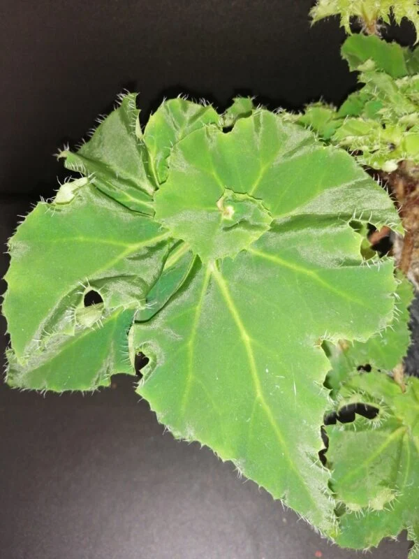 Begonia Lime Swirl, foto 2
