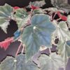 Begonia Calimero, pianta da interno