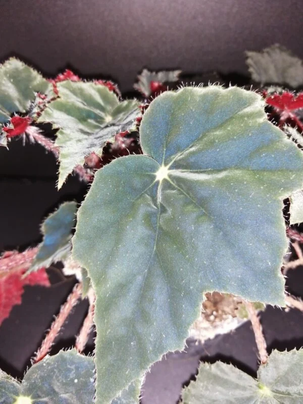 Begonia Calimero, foto 2