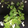 Begonia shepherdii, pianta da interno