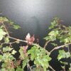 Begonia dregei Otto & Dietrich, pianta da interno