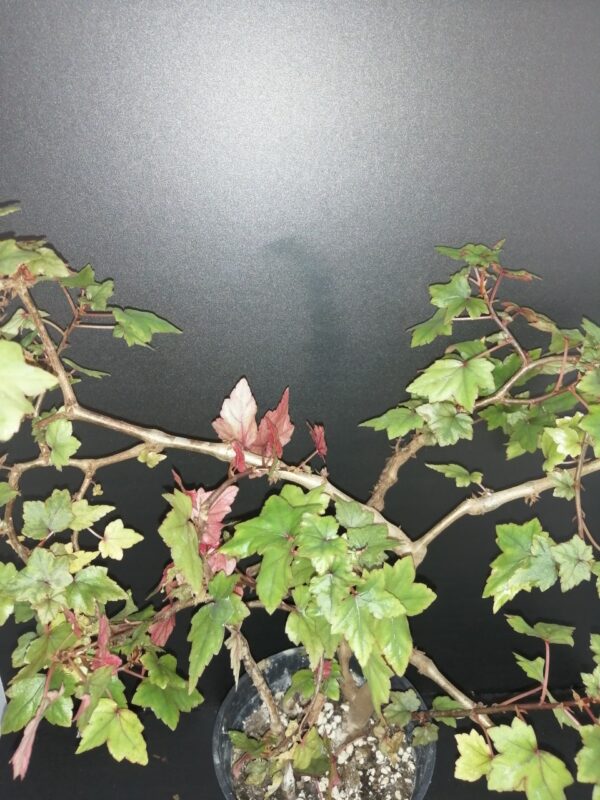 Begonia dregei Otto & Dietrich, pianta da interno