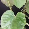 Begonia pruinata, pianta da interno