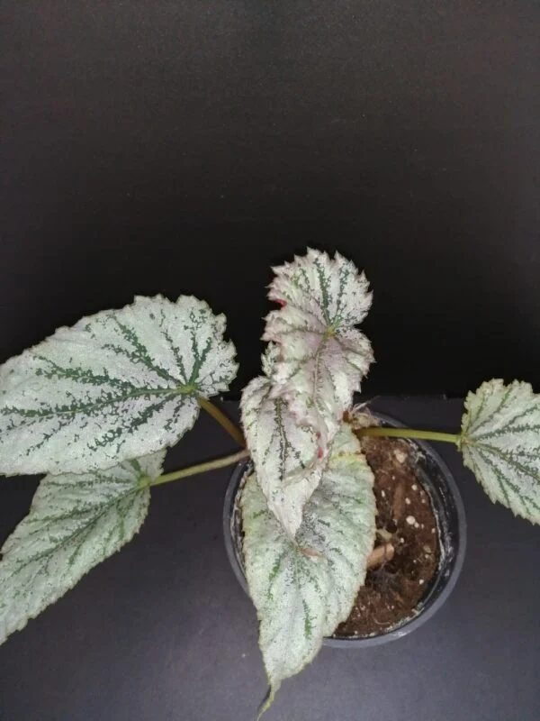 Begonia sp. ex Taiwan, pianta da interno e da esterno