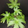 Begonia palmata, pianta da interno e da esterno