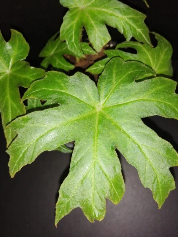 Begonia palmata, foto 2