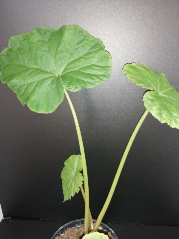 Begonia emeiensis, pianta da interno e da esterno