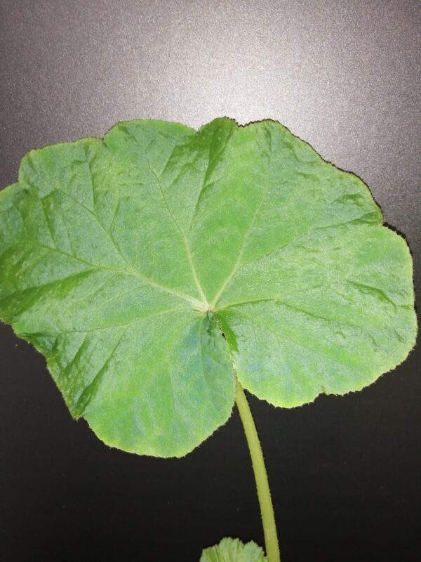 Begonia emeiensis, foto 2
