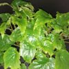 Begonia x chungii, pianta da interno e da esterno