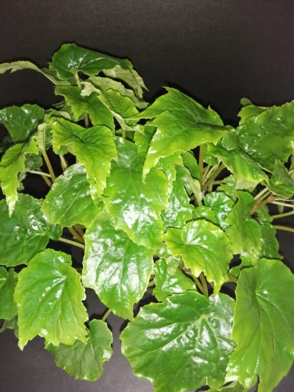 Begonia x chungii, pianta da interno e da esterno