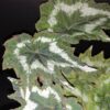 Begonia palmata Tye Dye, pianta da interno e da esterno
