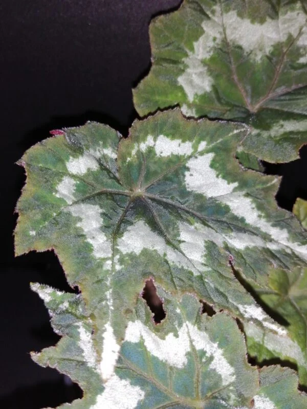 Begonia palmata Tye Dye, foto 2