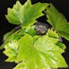 Begonia sikkimensis, pianta da interno e da esterno