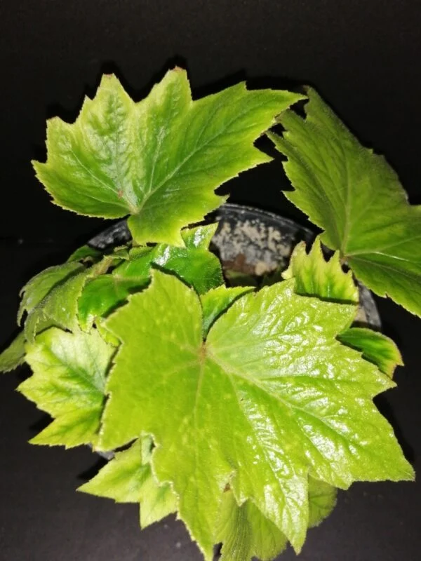 Begonia sikkimensis, pianta da interno e da esterno