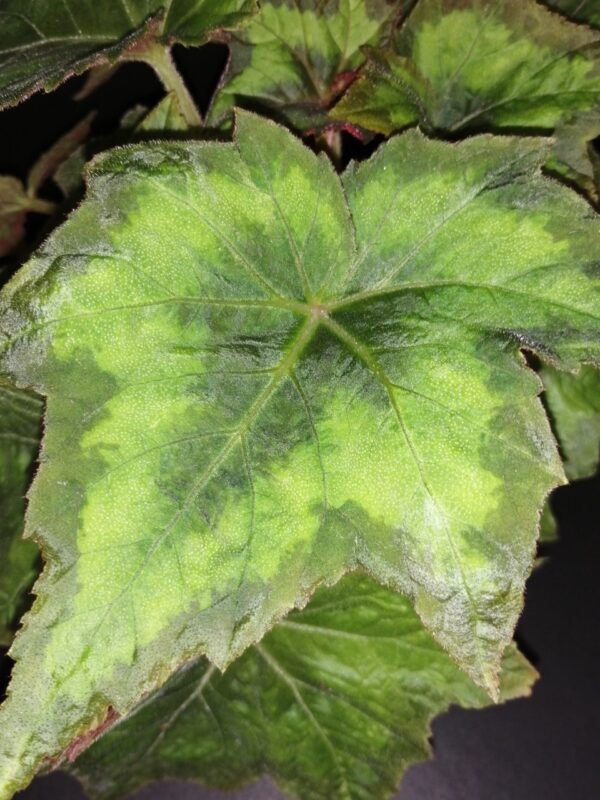 Begonia palmata Lime Green, foto 2