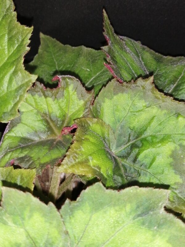 Begonia palmata Lime Green, foto 3