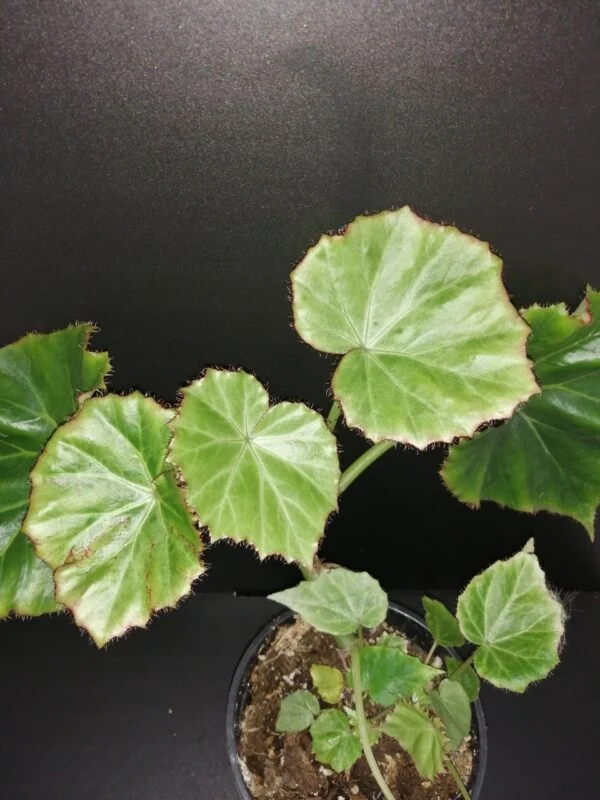 Begonia manicata, pianta da interno
