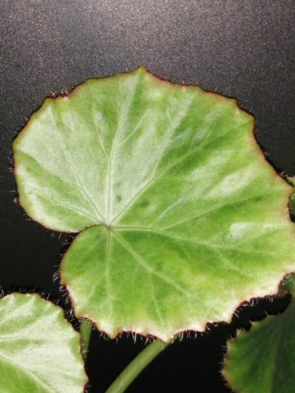 Begonia manicata, foto 4