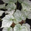 Begonia formosana var. albomaculata, pianta da interno