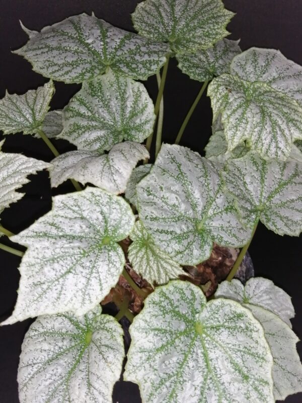 Begonia formosana var. albomaculata, pianta da interno