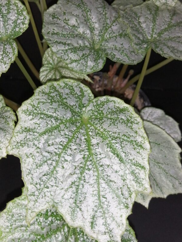 Begonia formosana var. albomaculata, foto 2