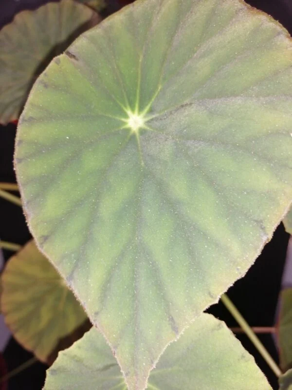 Begonia Tamo, foto 2