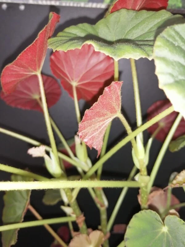 Begonia Tamo, foto 3