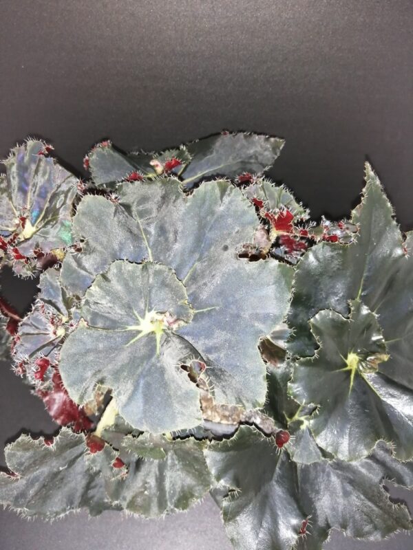 Begonia Black Beauty, foto 2