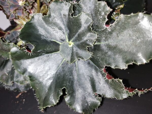 Begonia Black Beauty, foto 3
